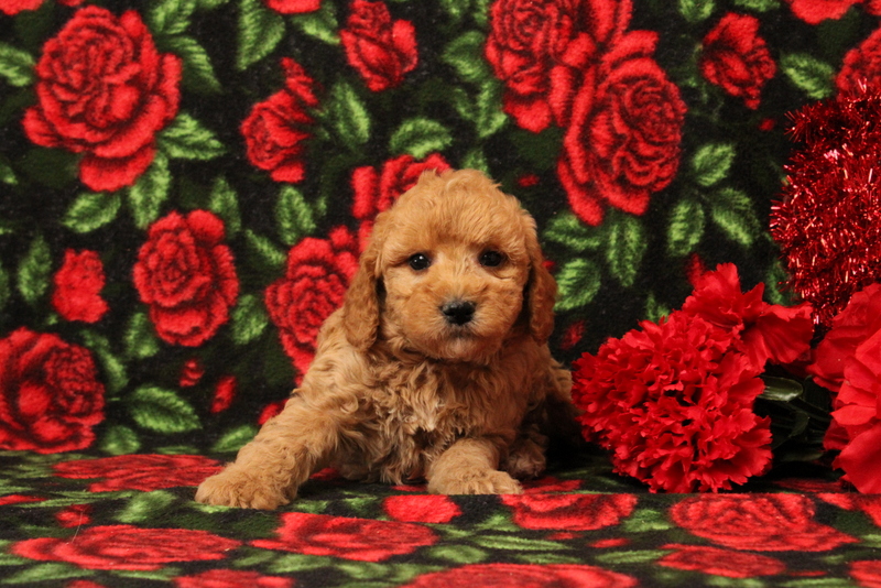 puppy, for, sale, Mini Goldendoodle F1BB, Matthew B. Stoltzfus, dog, breeder, Gap, PA, dog-breeder, puppy-for-sale, forsale, nearby, find, puppyfind, locator, puppylocator, aca